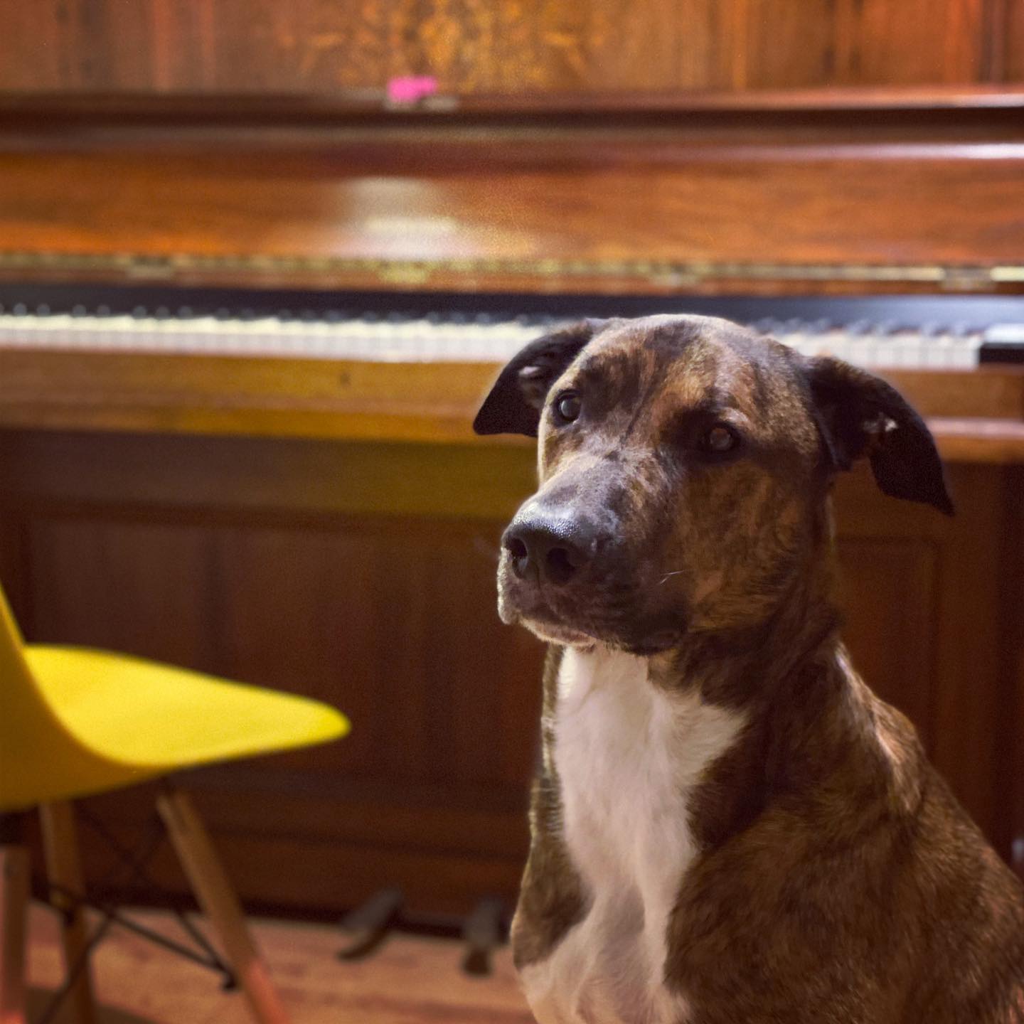 Gringo by the piano (hero)